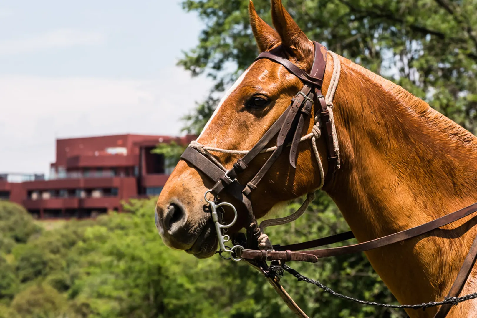 pueblo-nativo-actividades